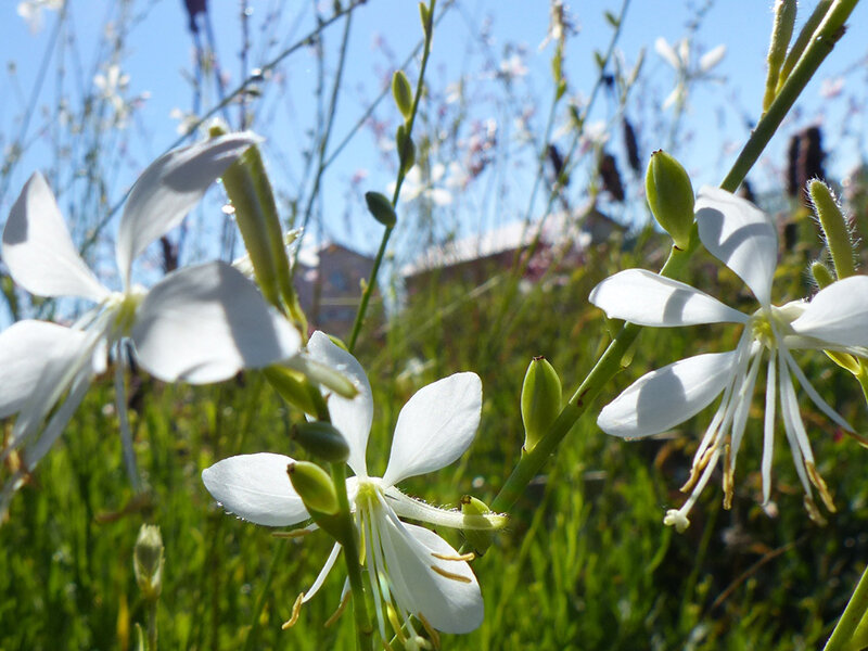 Gaura lindheimeri  Cool Breeze