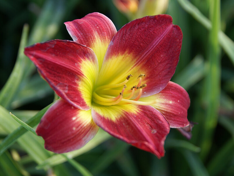 Hemerocallis Hybr. Christmas Is