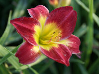 Hemerocallis Hybr. Christmas Is