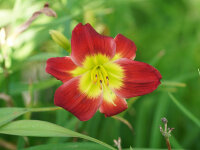 Hemerocallis Hybr. Christmas Is