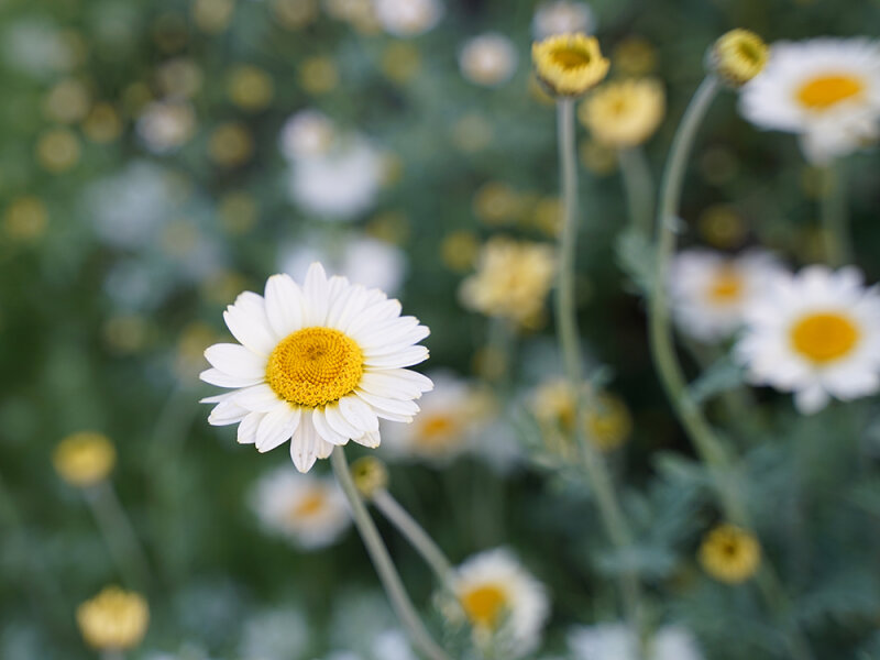 Anthemis tinctoria Alba