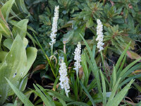 Liriope muscari Monroe White