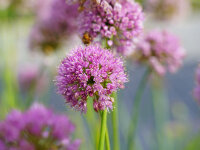 Allium senescens Pink Planet