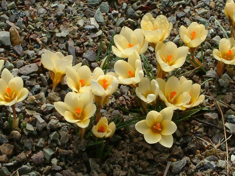 Crocus chrysanthus Cream Beauty (20 Stk.)