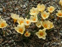 Crocus chrysanthus Cream Beauty (20 Stk.)