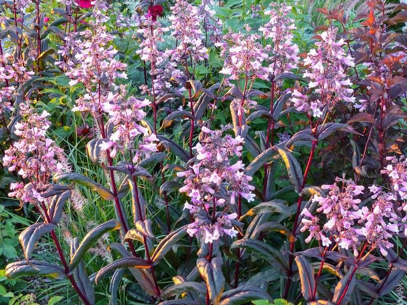 Penstemon digitalis DarkTowers®