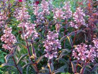 Penstemon digitalis DarkTowers®