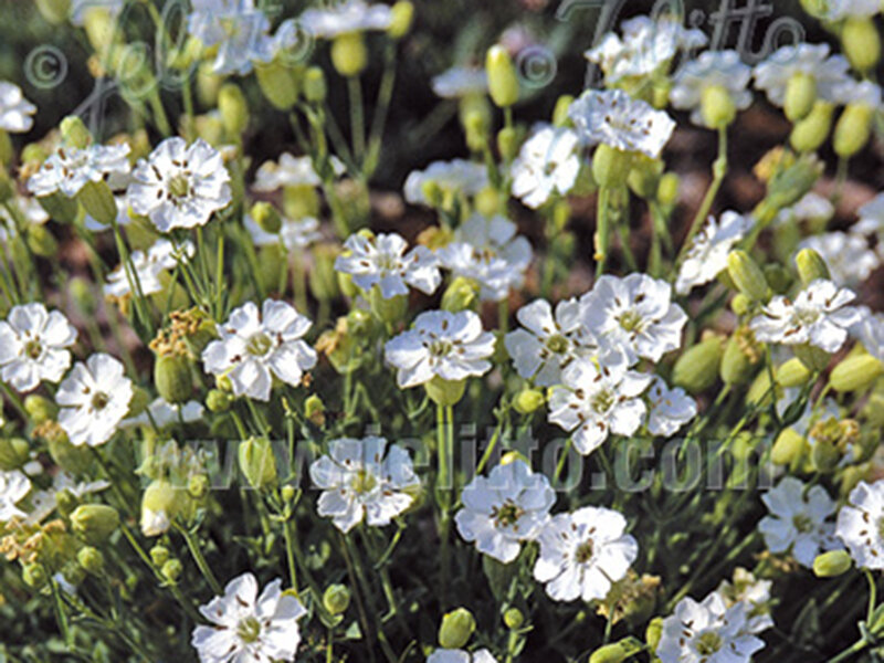 Silene uniflora (maritima)