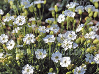 Silene uniflora (maritima)