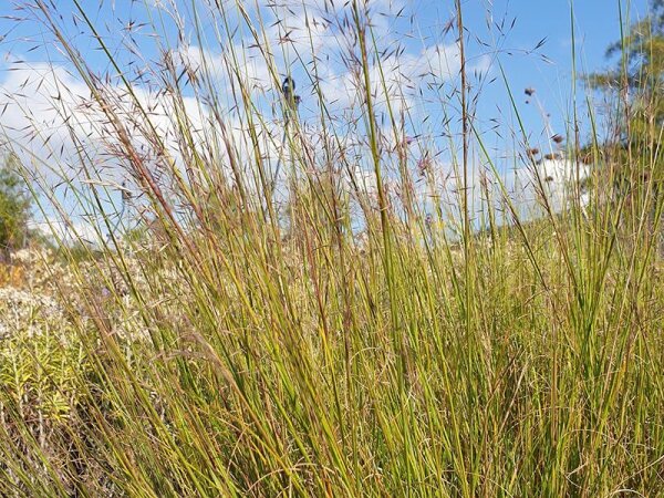 Muhlenbergia reverchonii