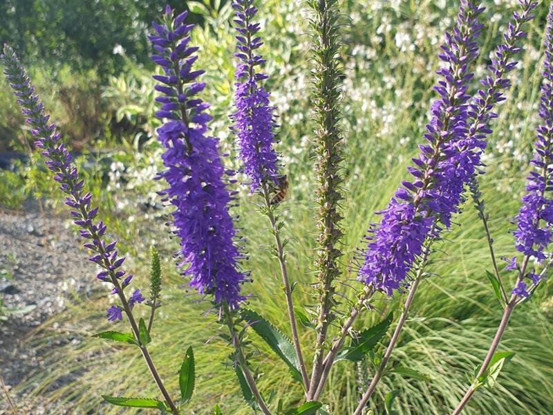 Veronica spicata Superduper