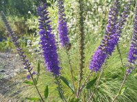 Veronica spicata Superduper