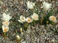 Crocus chrysanthus Ard Schenk (20 Stk.)