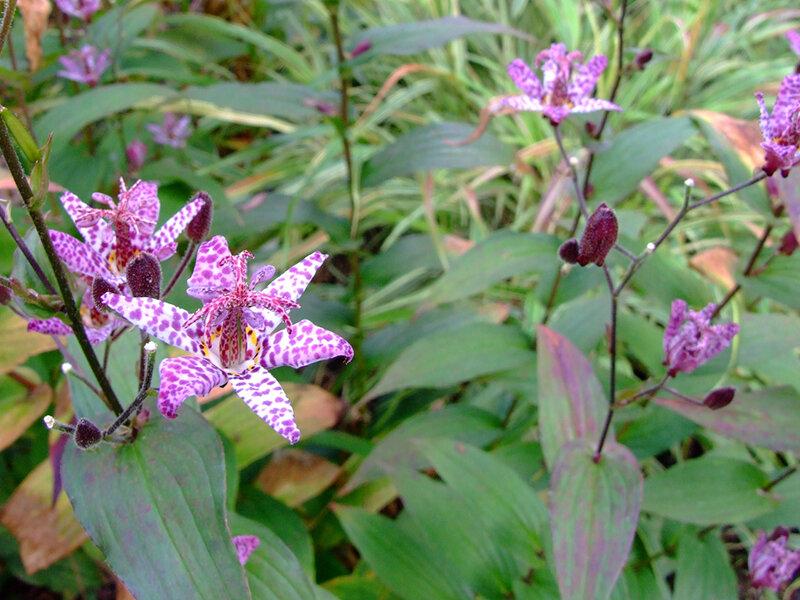 Tricyrtis hirta