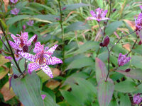 Tricyrtis hirta
