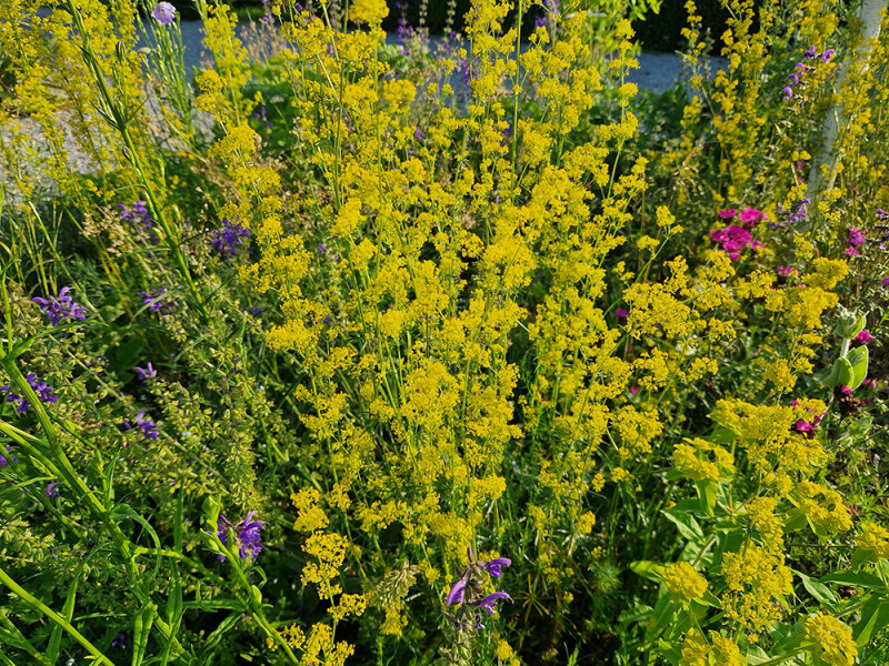 Galium verum