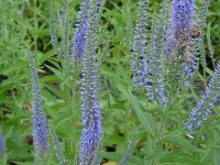 Veronica maritima