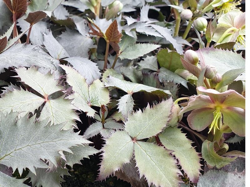 Helleborus x sternii Silver Dollar
