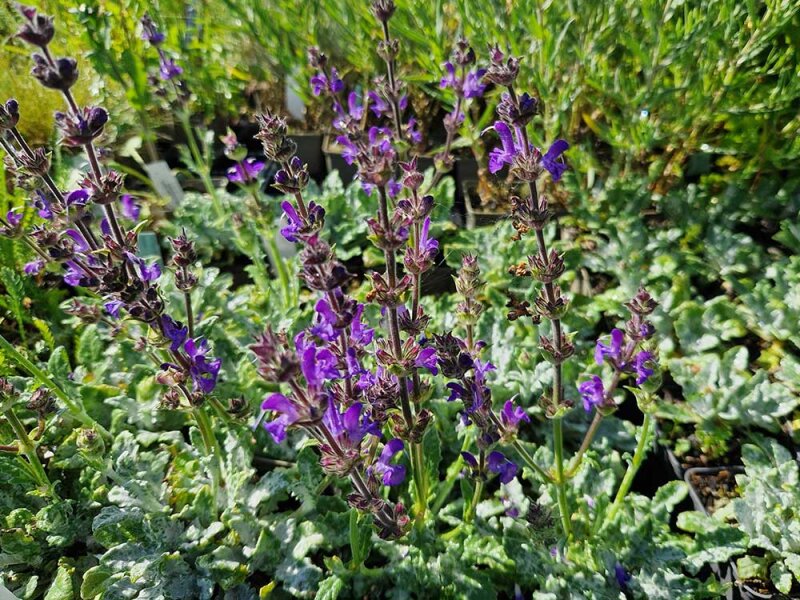 Salvia canescens (daghestanica)