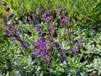 Salvia canescens (daghestanica)