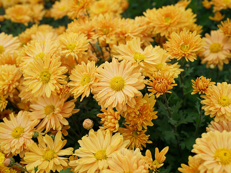 Chrysanthemum Kleiner Bernstein