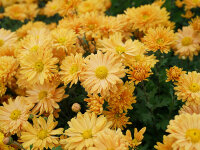 Chrysanthemum Kleiner Bernstein