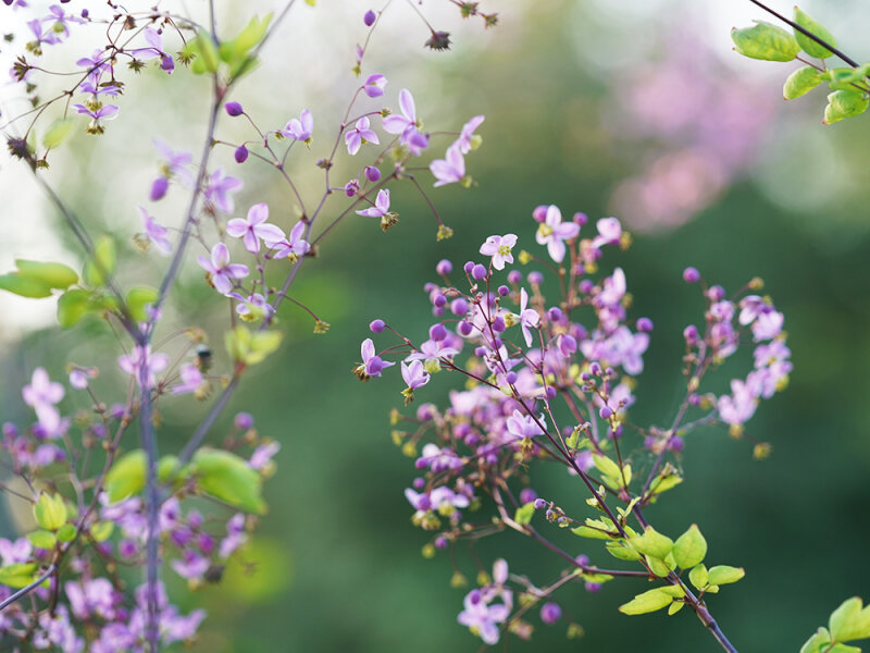 Thalictrum Anne ®