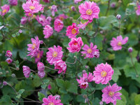 Anemone A.-Double-Group Pamina