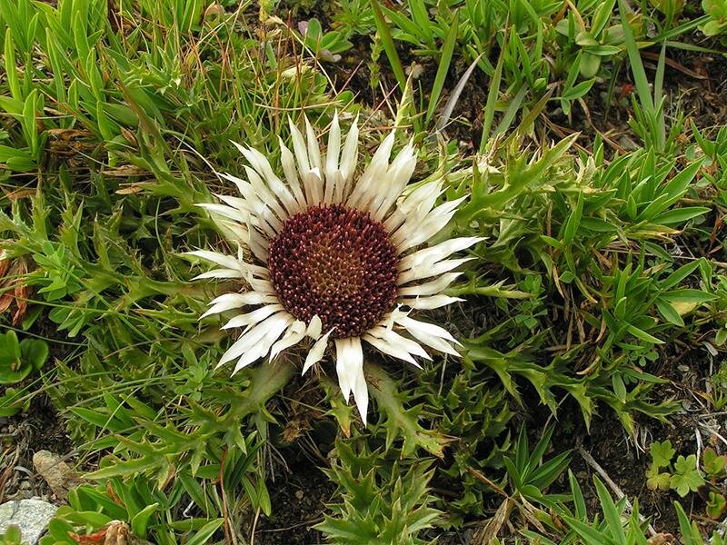 Carlina acaulis ssp. simplex
