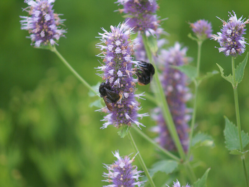 Agastache urticifolia