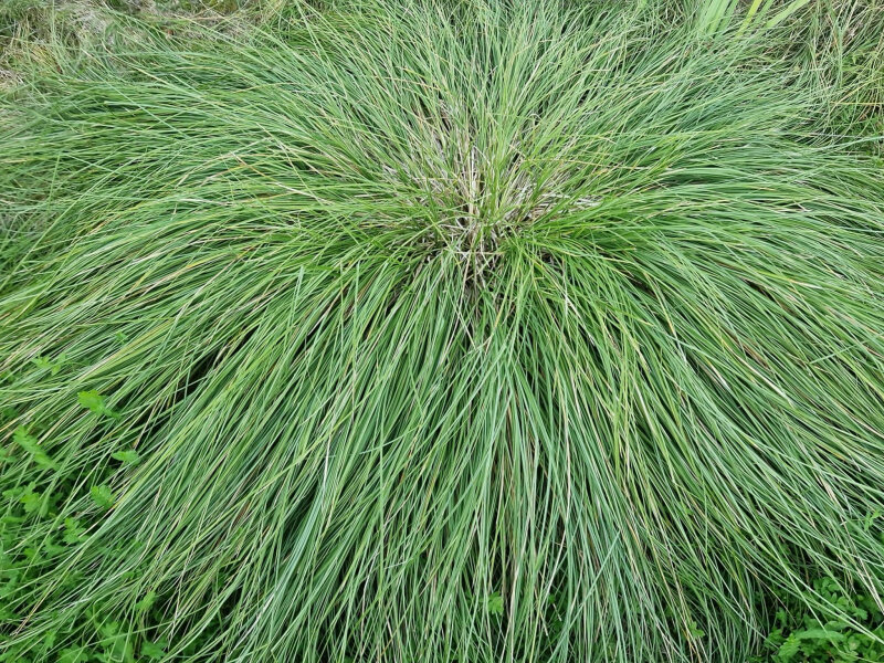 Carex paniculata