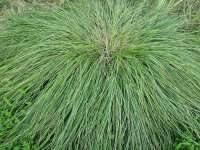 Carex paniculata