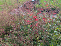 Talinum paniculatum
