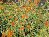Sphaeralcea incana