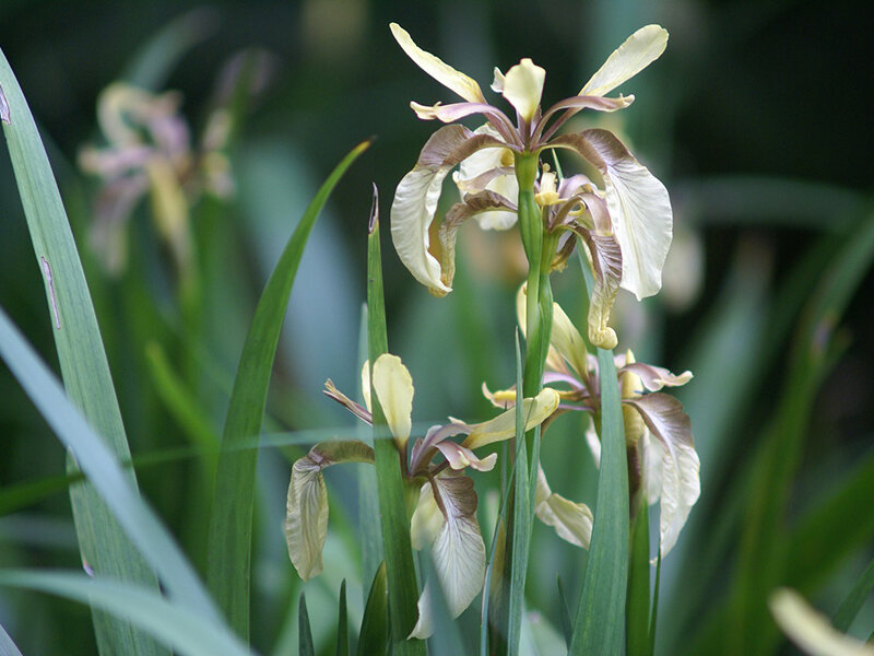Iris foetidissima var. citrina