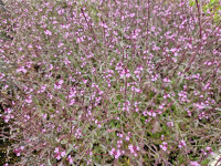 Verbena officinalis Bampton