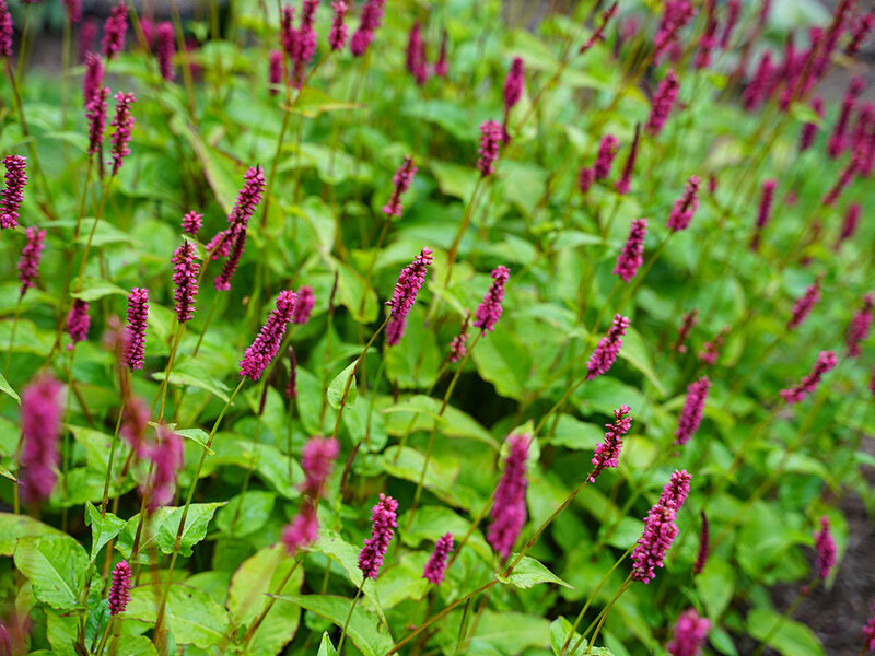 Bistorta amplexicaulis Lisan