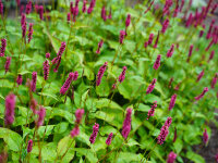 Bistorta amplexicaulis Lisan
