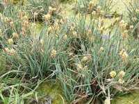 Carex panicea