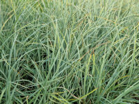Carex panicea
