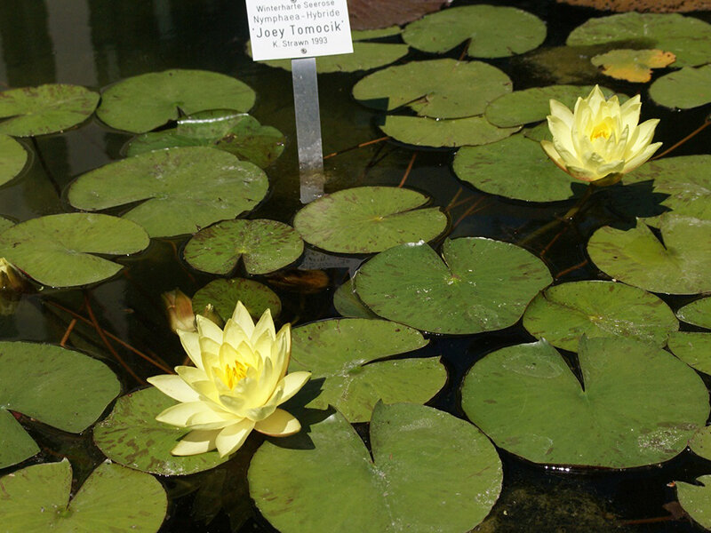 Nymphaea Hybride Joey Tomocick