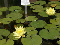 Nymphaea Hybride Joey Tomocick
