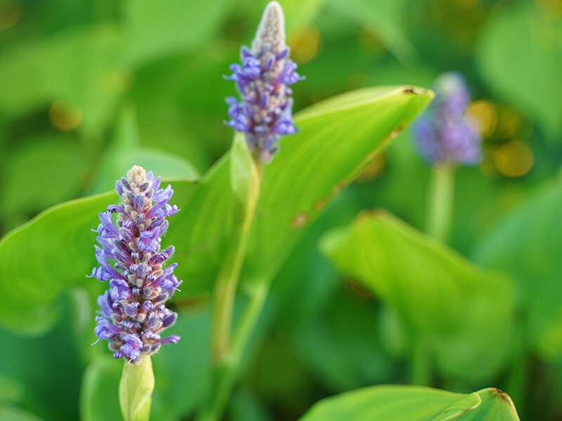 Pontederia cordata