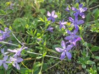 Vinca herbacea