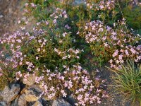 Saponaria Sigurd