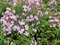 Saponaria Sigurd