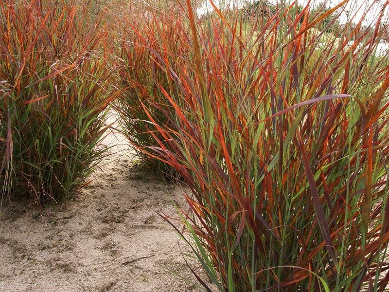 Panicum virgatum Cheyenne Sky ®