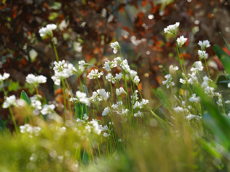 Allium zebdanense (5 Stk.)