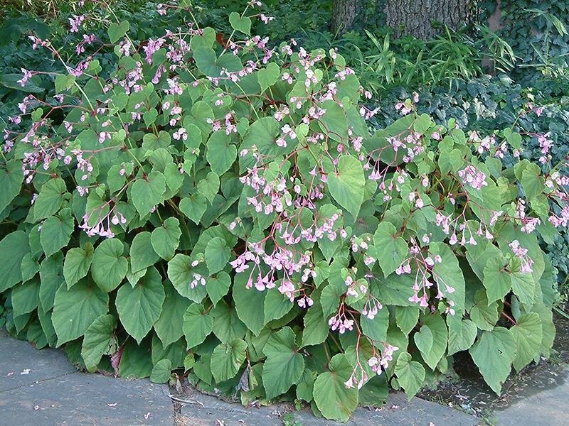 Begonia grandis var. evansiana