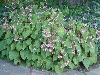 Begonia grandis var. evansiana